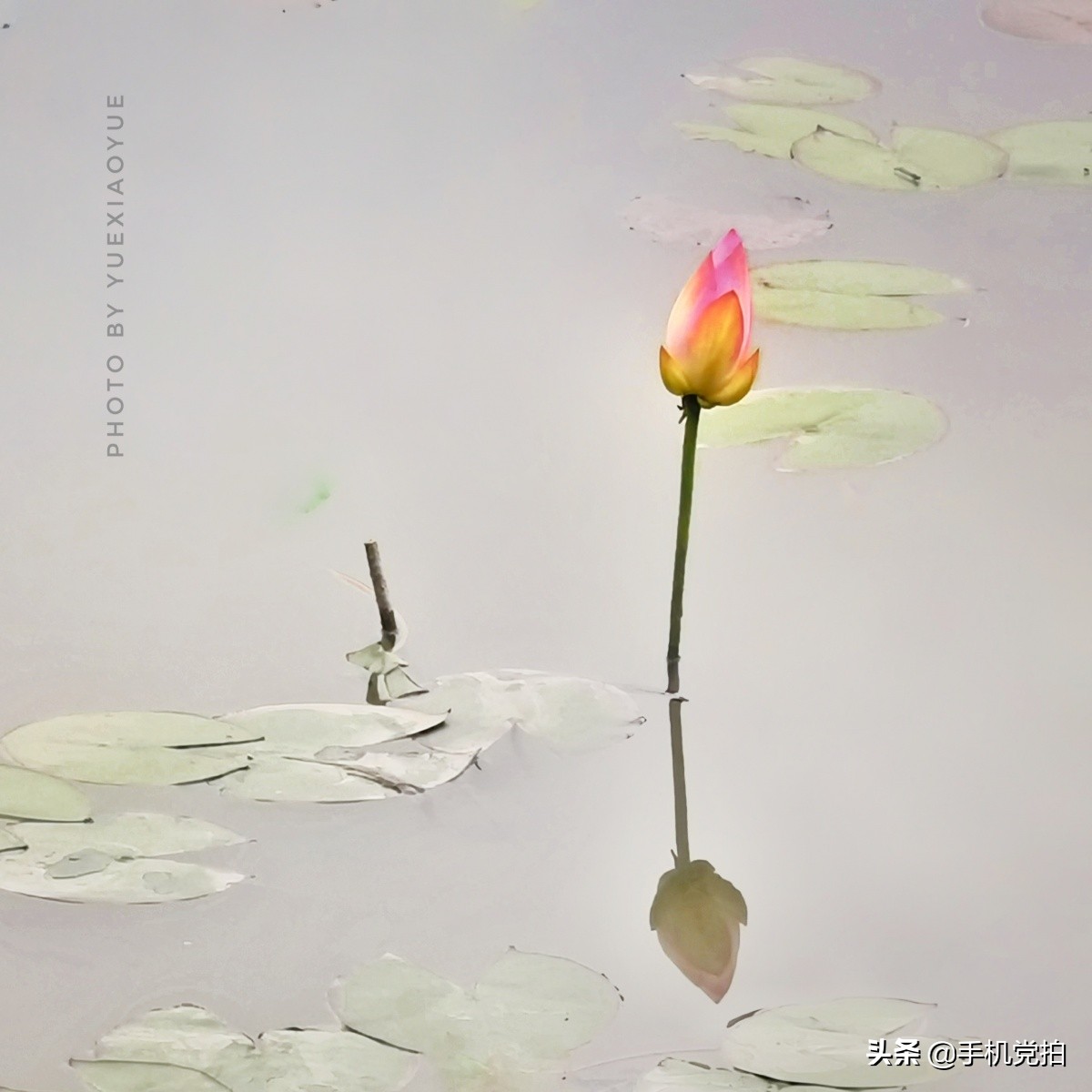 荷花开放加人像特效,荷花特效加照片