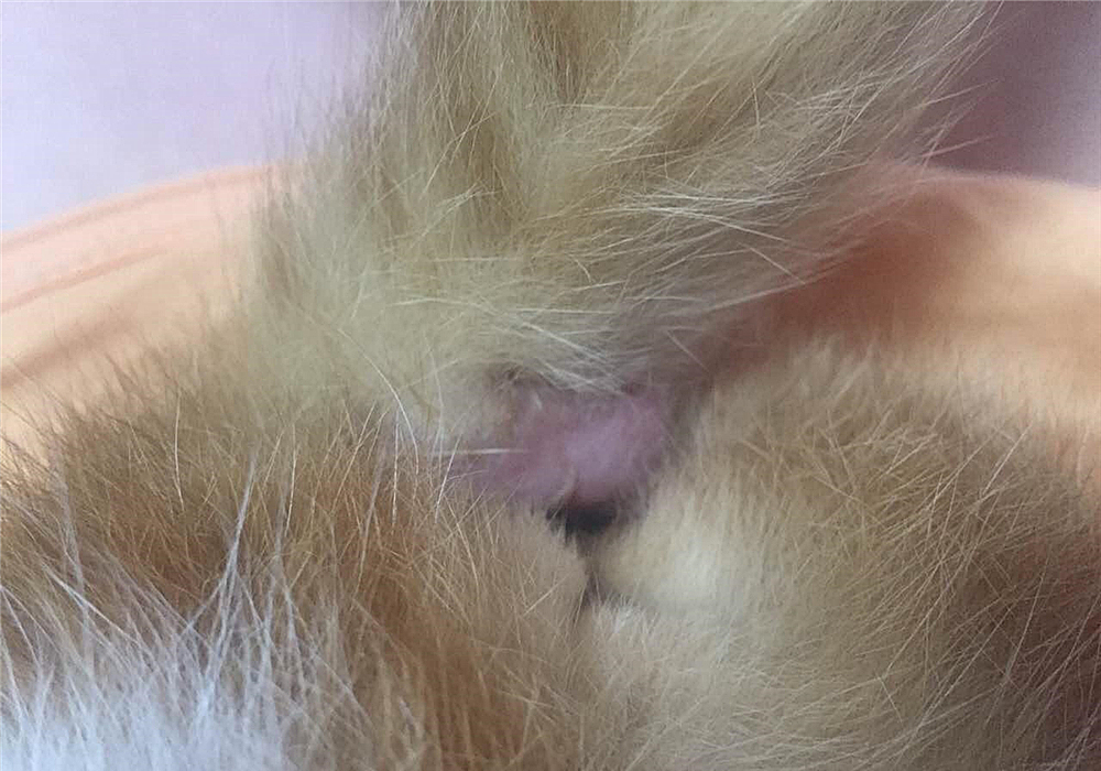 辟谣猫咪真的没有九条命,辟谣猫咪的六个谣言