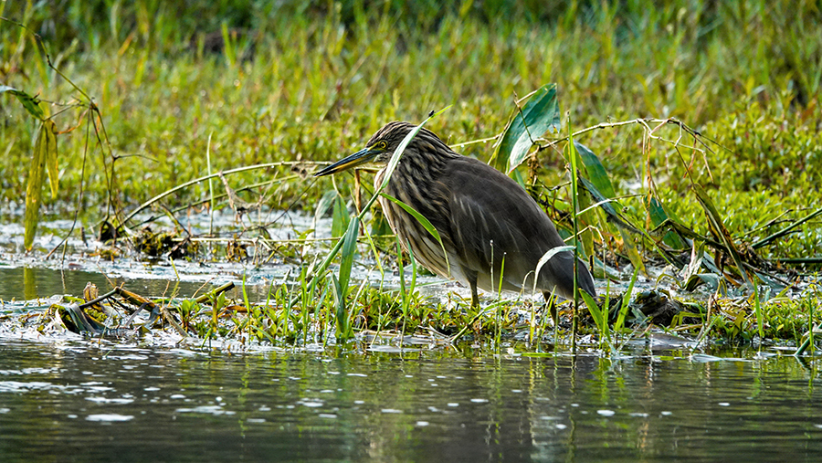 尼泊尔十堰,尼泊尔为什么这么穷