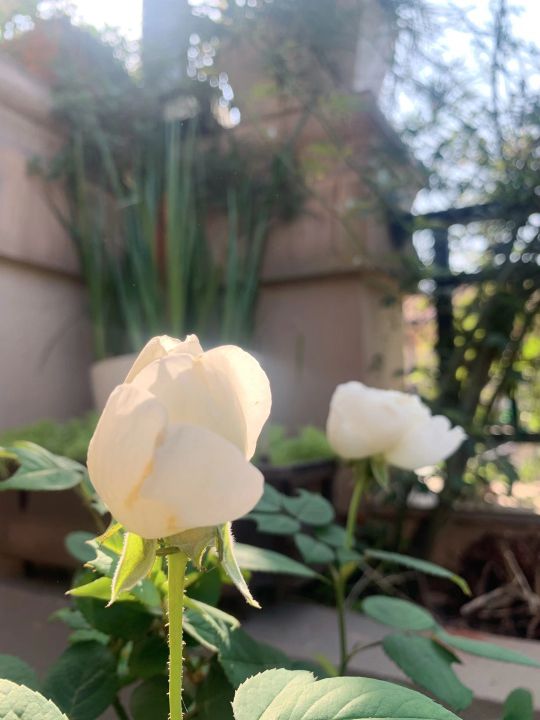 爱一个人的最好方式就是成全他,爱一个人最好的方式是心疼是付出