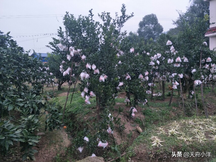 桔子树不开花怎么办,桔子树开花打什么药