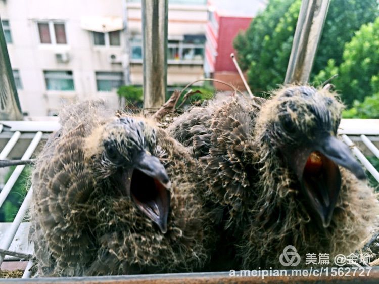 四只小鸟的故事视频,四只白鸟的故事