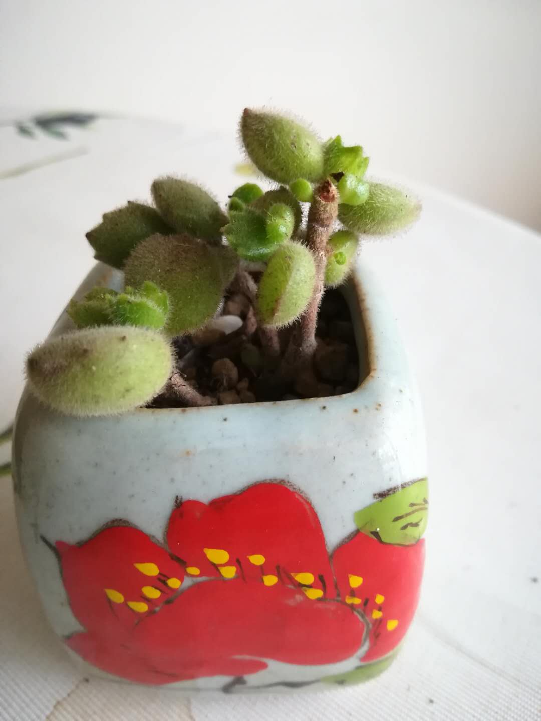 韩版杂交多肉,韩版多肉什么意思