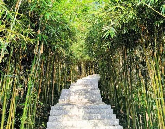 深圳花海景区推荐图片大全,深圳哪里有大片花海