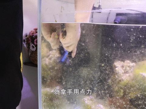 打造海洋生态缸,打造海缸生态系统