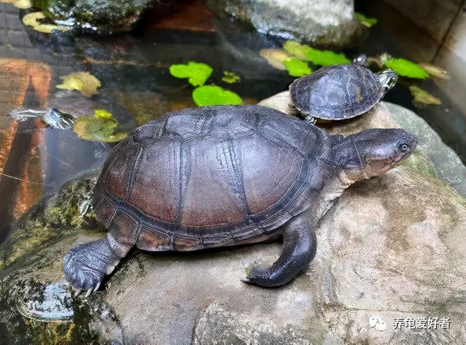 佛龟多晒太阳对养成高背有作用吗,龟怎么喂出高背
