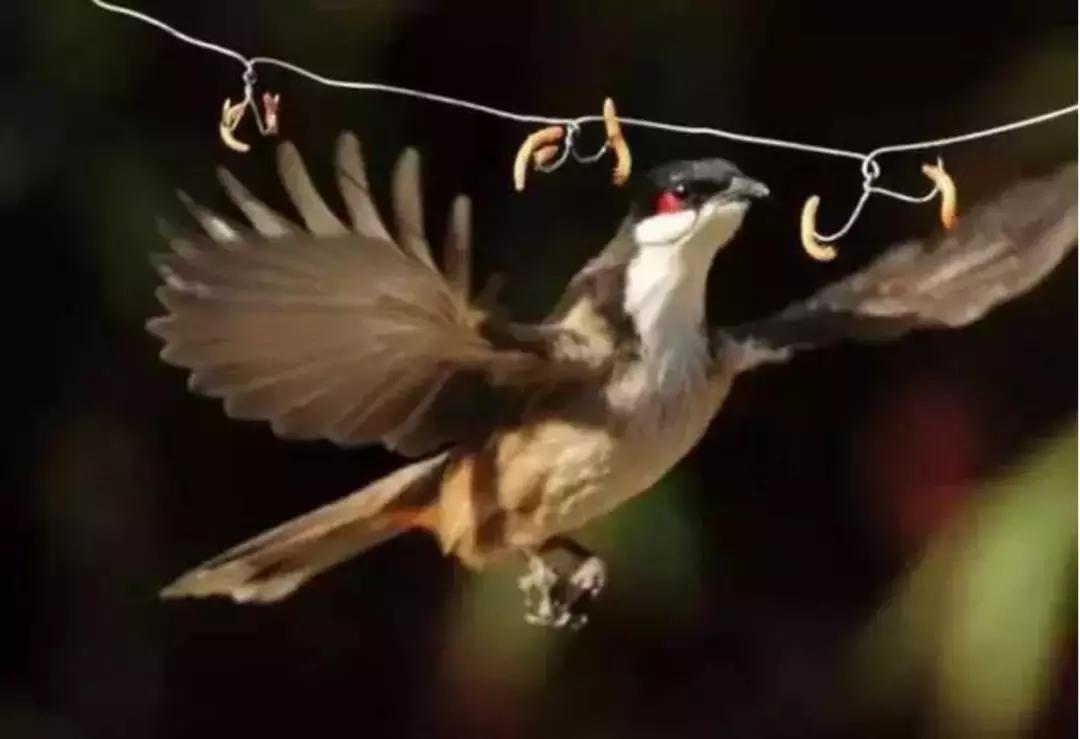 被囚34年取精，被迫亲手杀死爱子，最后只能挣扎着死去……