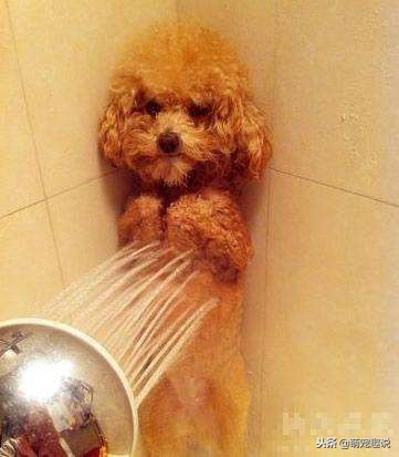 在家怎么给狗狗洗澡狗狗不愿意洗,狗狗不能经常洗澡怎么办