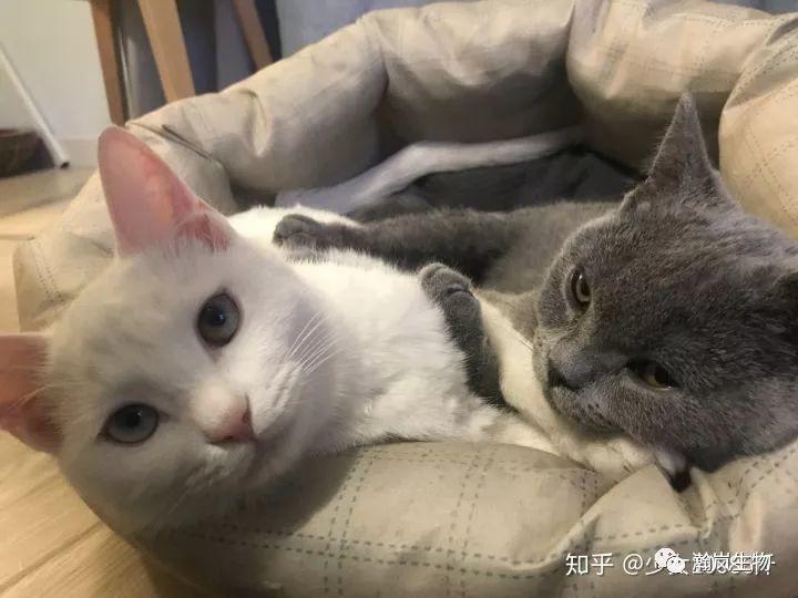 养品种猫的好处,土猫可以和品种猫配吗