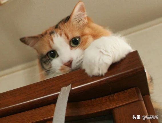 新猫到家不吃不喝怎么办,猫不吃不喝躲在角落