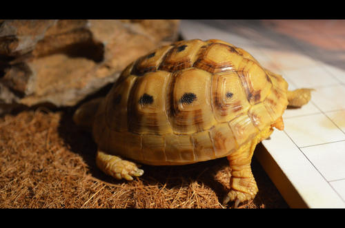 欧洲陆龟排酸吗,欧洲陆龟的图片