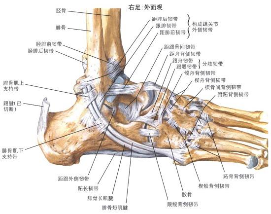 踝关节扭伤康复训练,踝关节内翻扭伤后期康复