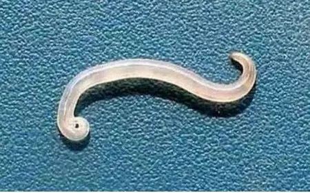 狗狗体内外寄生虫有哪些？看完这篇再也不用为这事儿发愁了