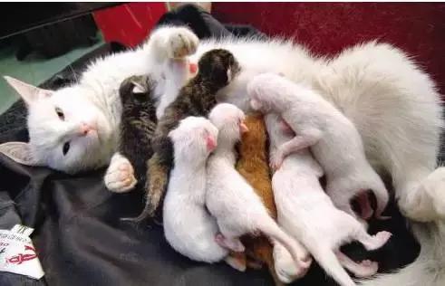 怀孕母猫如何照顾?怀孕期间及生产后的关注事项？