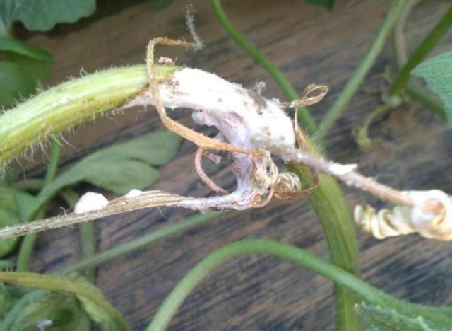 西瓜菌核病最有效的治疗方法,西瓜菌核病图片大全