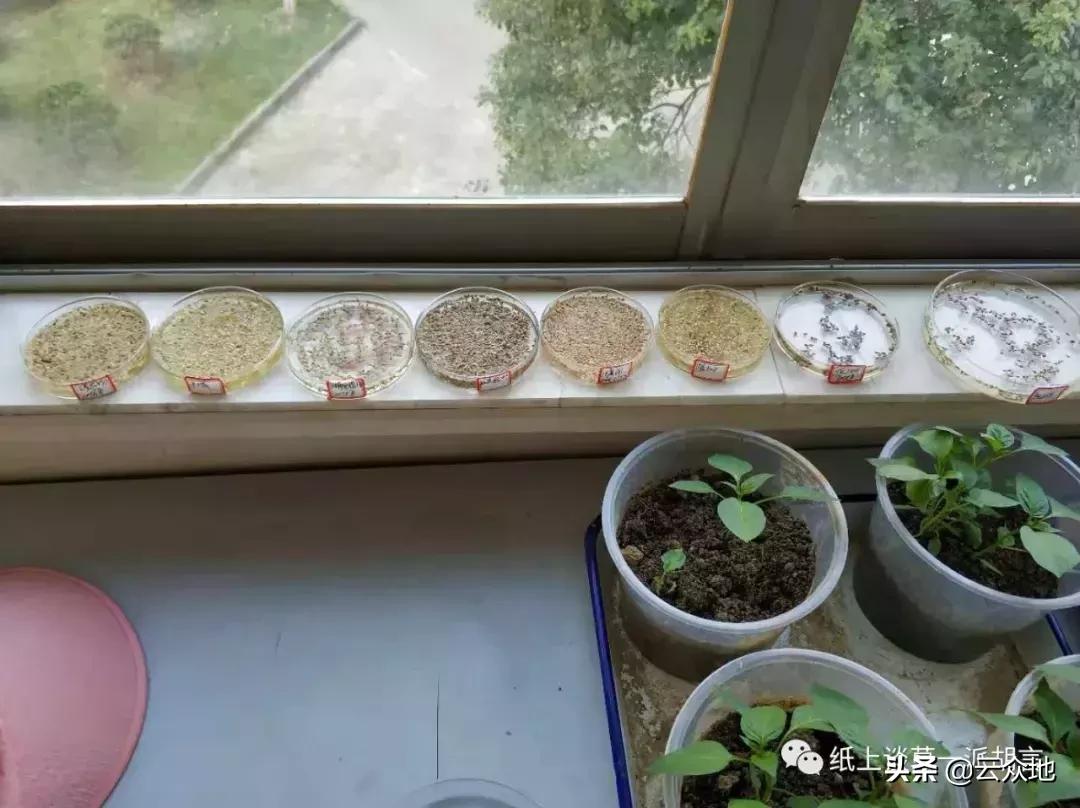 如何防除稗草,抗性稗草与普通稗草区别