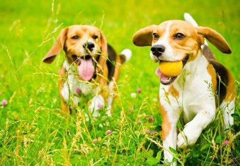 狗狗贪吃怎么教训它,狗狗特别贪吃怎么喂都不饱