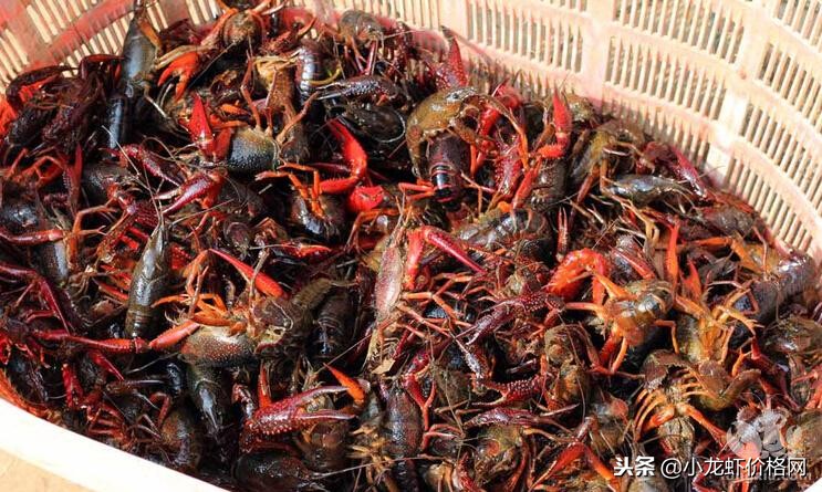 养殖小龙虾亩产过万的模式,小龙虾养殖一般亩产是多少