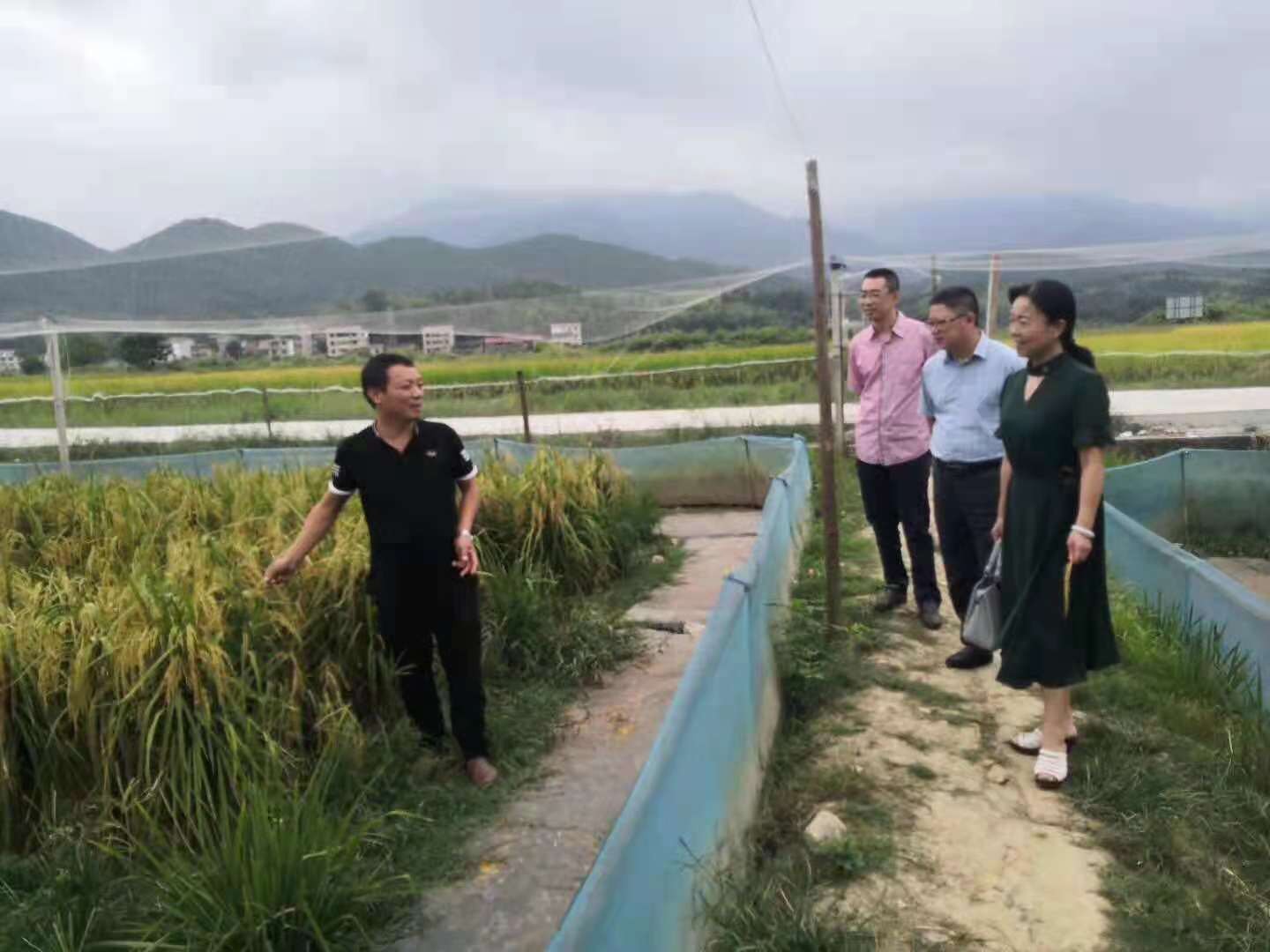 稻田养殖蟾蜍,稻田生态养殖青蛙技术