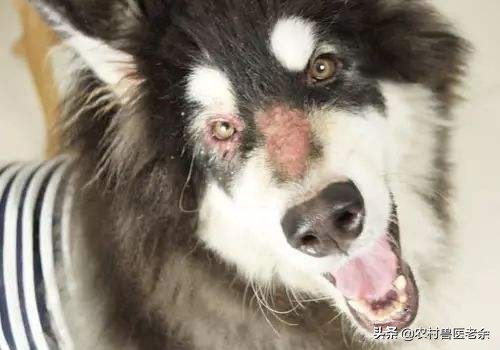 猫狗皮肤病怎么处置,宠物猫狗身上痒怎么办