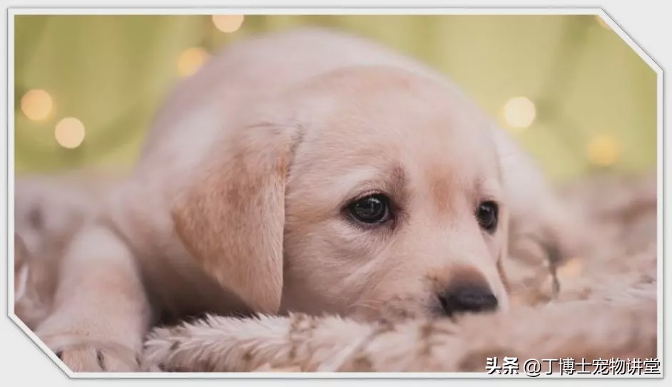 宠物狗基础护理知识大全,狗狗产后低血钙怎么在家急救