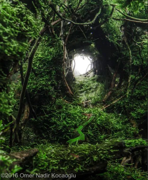 造景如何看起来有层次,十个最好看的造景