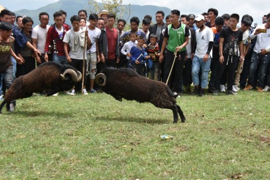 “尼牧哟莎茨”——剪羊毛节金阳彝人盛大的畜牧文化节日