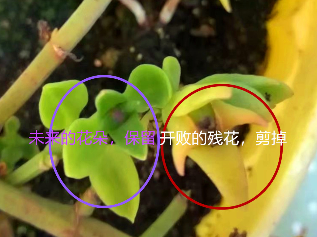 牡丹吊兰开花是什么原因,牡丹吊兰开花时需要什么肥