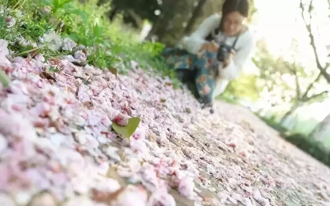 南通赏樱,江苏樱花景区介绍