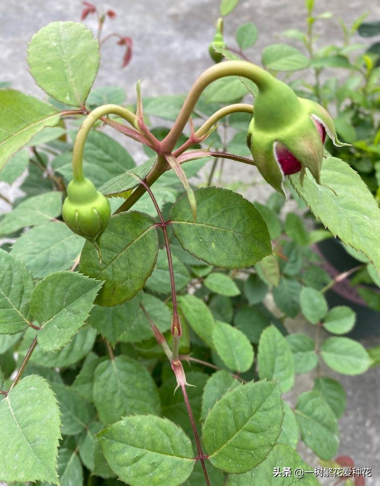 月季开花晒了太阳蔫了补救,月季叶子枯萎像缺水了一样