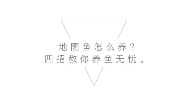 养地图鱼的正确方法,如何养好地图鱼