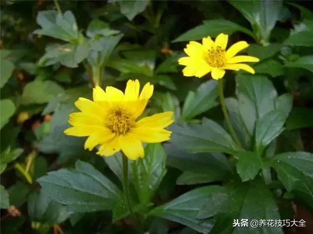 常见小区绿化100种植物图片,常见的水生植物有哪些种