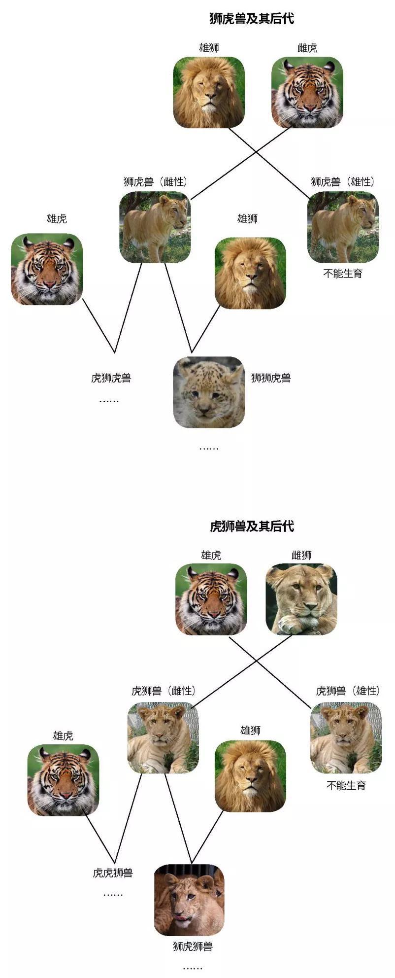 世界上第一只狮虎兽,狮虎兽和虎狮兽为什么体型巨大