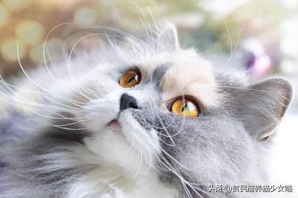 猫为什么会胡子长,辟谣猫弓形虫