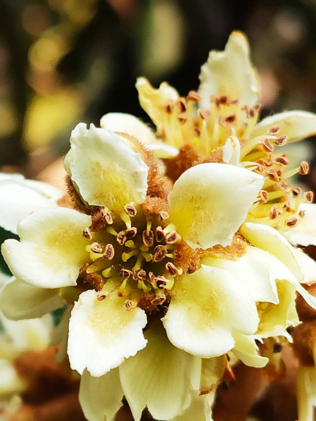 家乡的枇杷黄了,临安哪里有枇杷