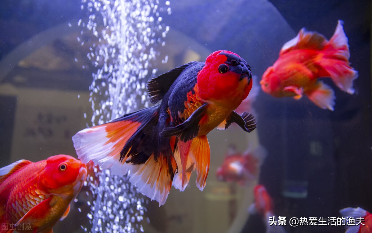 金鱼在网上买靠谱吗,网上买金鱼苗靠谱吗