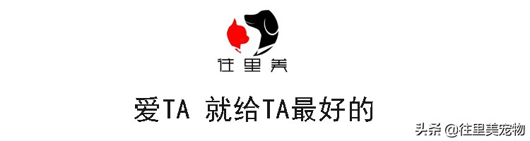 二哈哈士奇幼犬怎么养,二哈和哈士奇的区别视频讲解大全