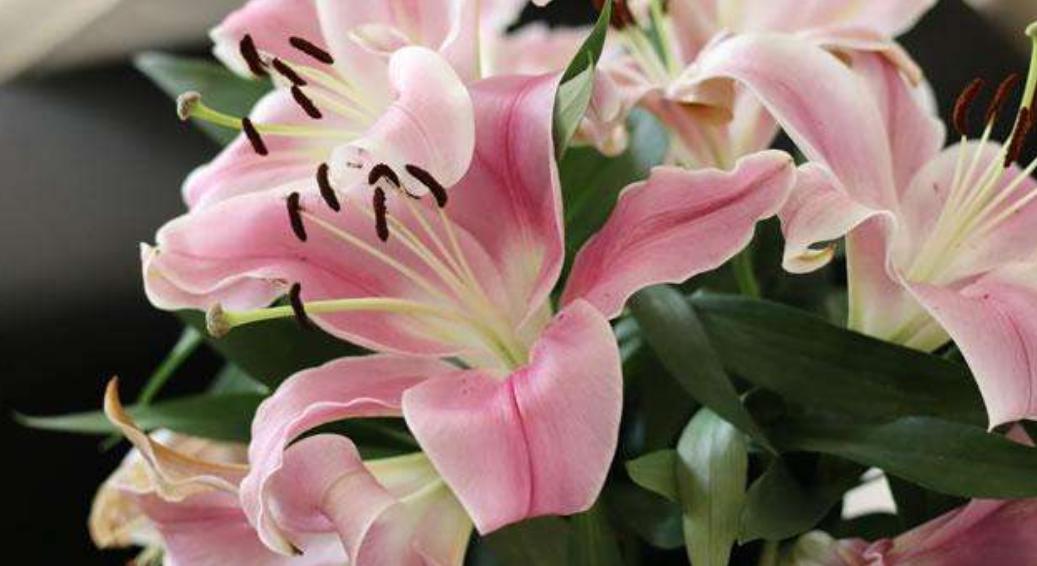 百合花长挺高不长花苞什么原因,百合花只长高不开花怎么回事