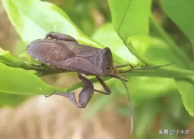 柑橘大实蝇和柑橘小实蝇常规虫害,柑橘虫害高清图谱及防治方法