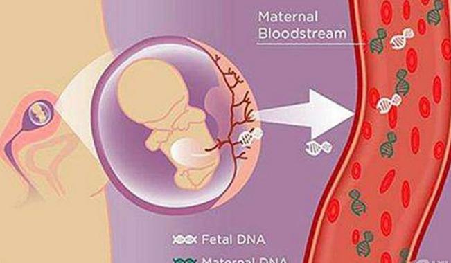 唐筛显示低风险要不要做羊水穿刺,唐筛显示高风险无创dna显示低风险