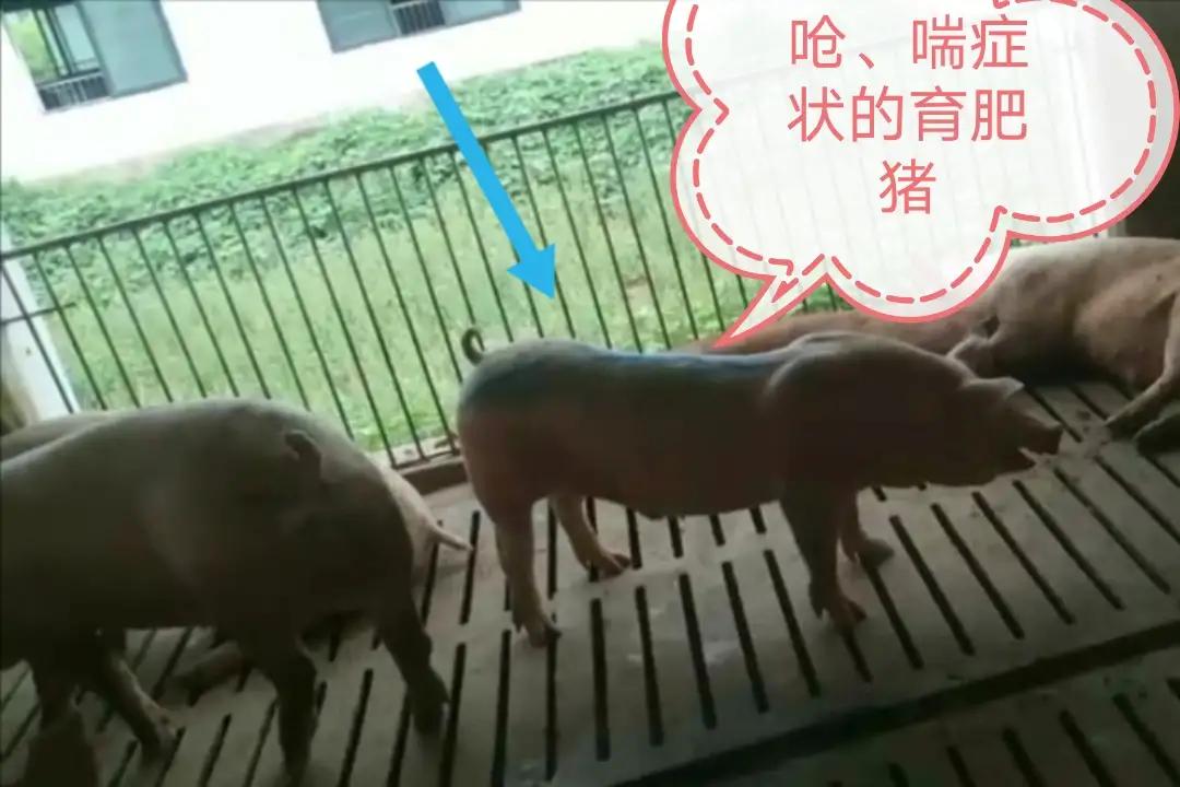 夏季猪食欲下降的原因该如何解决,猪食欲差是怎么回事