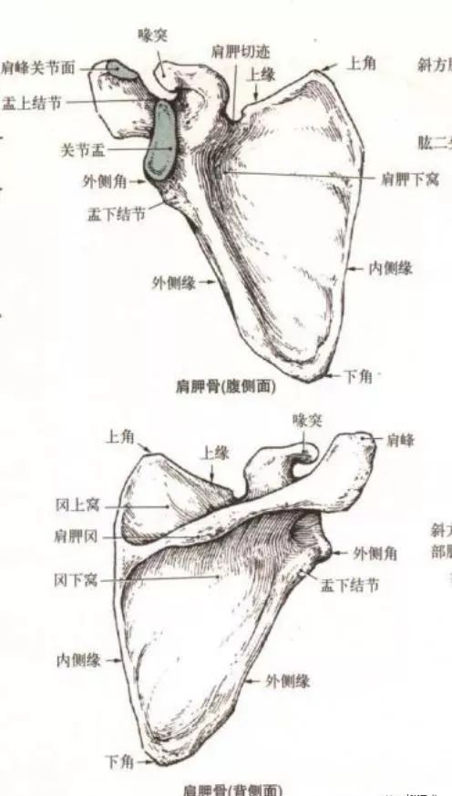 肩关节后伸动作解剖,肩关节的关节囊解剖