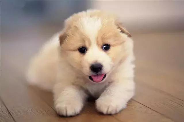 福懋宠物医院怎样,福懋动物医院