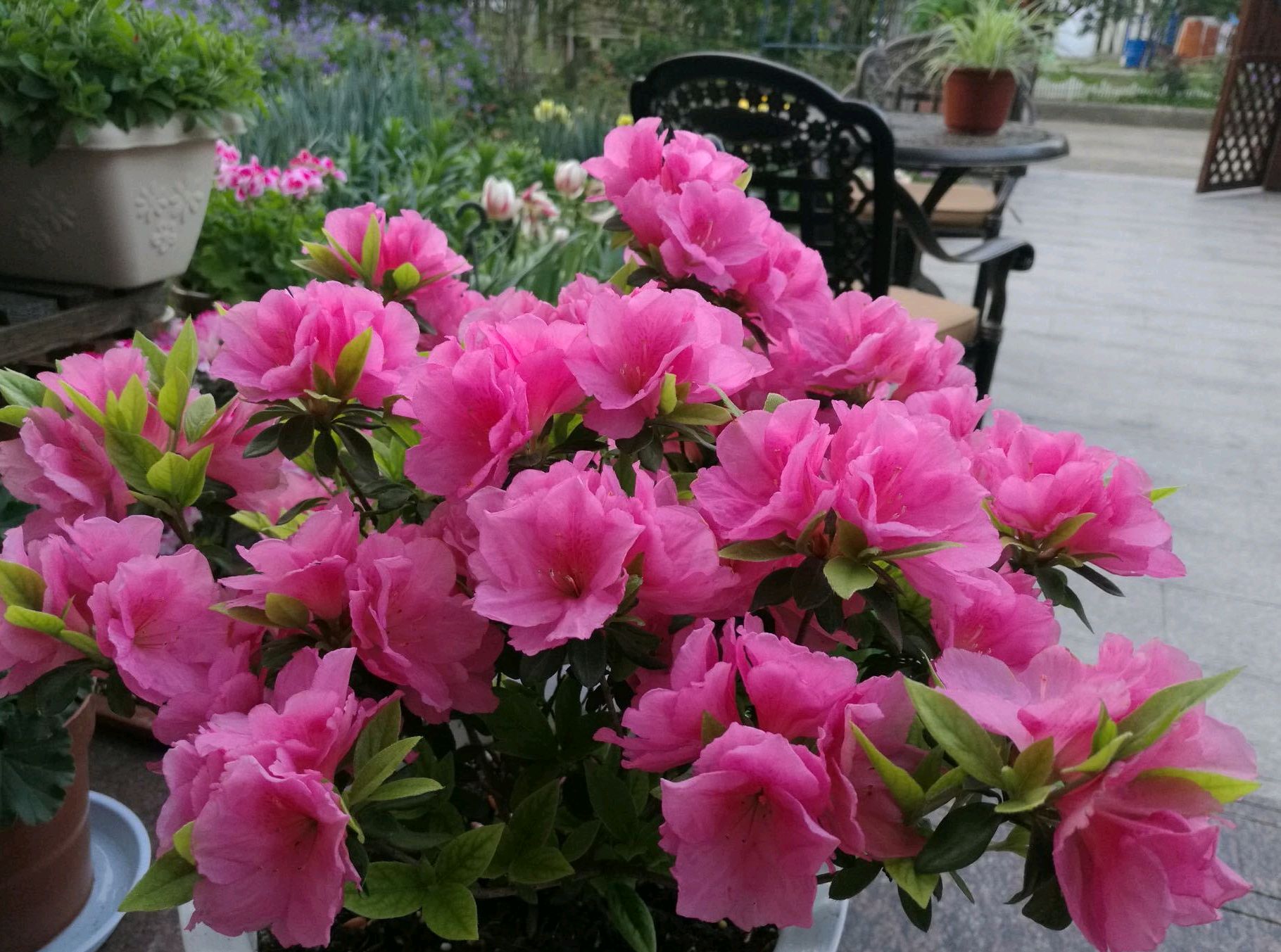 杜鹃花好不好养活,杜鹃花好不好养