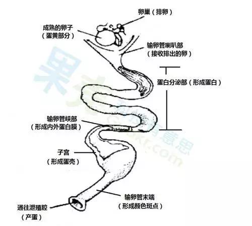 鸡蛋是鸡的月经吗,我们吃的鸡蛋有胚吗