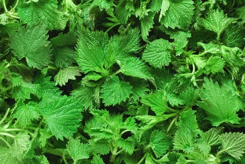 野外救命植物有哪些,农村常见的野外植物