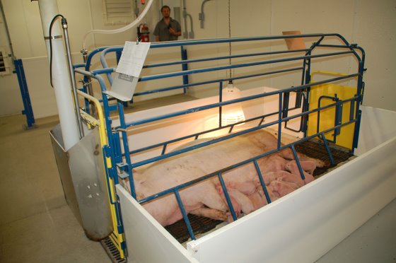 小猪顽固性腹泻的治疗方法,小猪腹泻打针就死什么原因