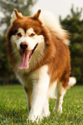 阿拉斯加还能这么养,阿拉斯加值不值得养