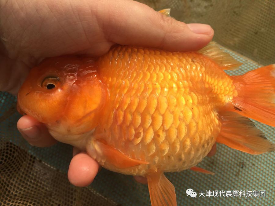 观赏鱼真菌病和细菌病的区别,观赏鱼真菌的症状
