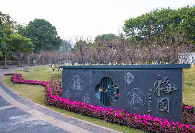 深圳花海景区推荐图片大全,深圳哪里有大片花海